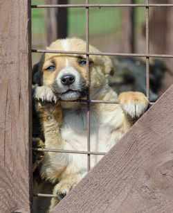 Close-up of dog looking through metal fence