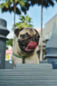 Portrait of dog sticking out tongue against sky