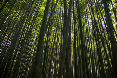 Low angle view of bamboo trees in forest