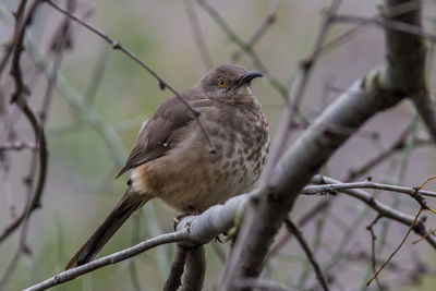 Close-up of bird perching on branch