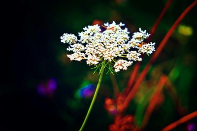 Close-up of white flowers