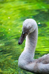 Swan in the lake