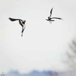 Low angle view of birds flying in sky