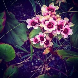 Close-up of pink flowers