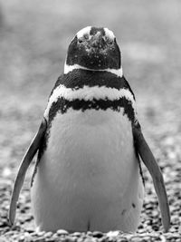 Close-up of penguin perching on ground