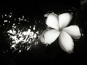 Close-up of flowers against blurred background