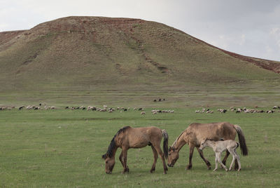 Horses grazing in a field