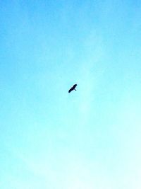 Low angle view of eagle flying against clear blue sky