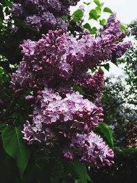 Close-up of pink flowers
