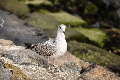 Close-up of seagull perching on rock