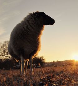 Sheep in the morning sun