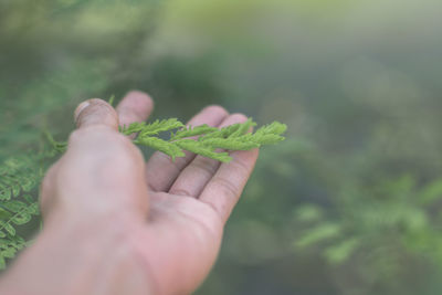 Close-up of hand holding leaves