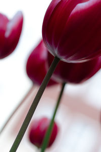 Close-up of pink flower