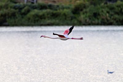 flying