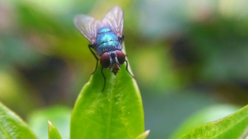 Close-up of insect on plant