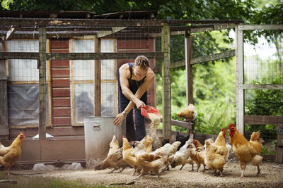 Farmer feeding hens in animal pen