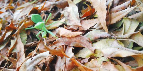 Full frame shot of dry leaves on field