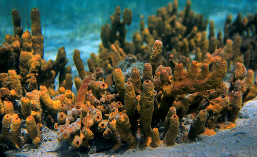 Close-up of fish swimming in aquarium