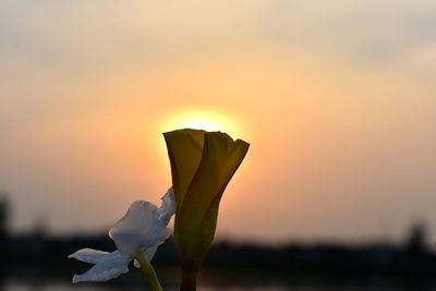 Close-up of flowering plant against sky during sunset