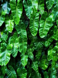 Full frame shot of leaves