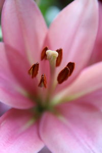 Extreme close-up of pink flower