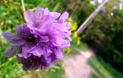 flowering plant