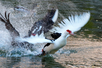 Muscovy ducks flying on lake