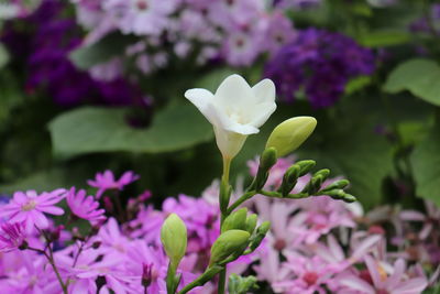 Close-up of pink flowering plant