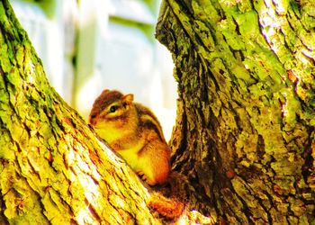 Close-up of squirrel on tree trunk