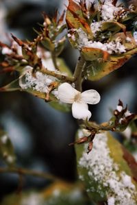 Close-up of cherry blossom on tree