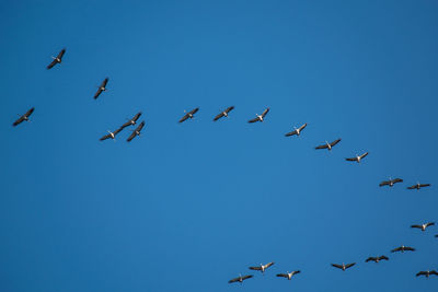 Low angle view of birds flying in the sky