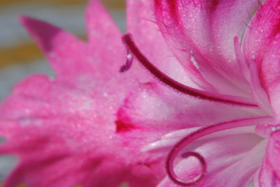 Close-up of wet pink flower