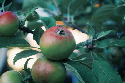 Close-up of apples on tree