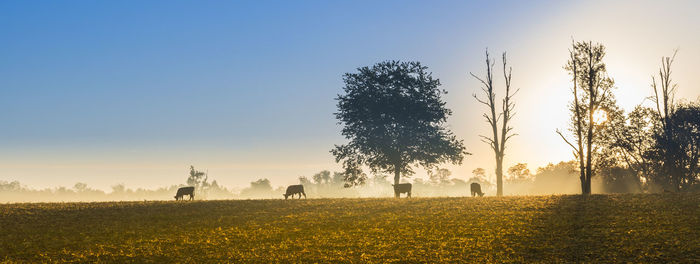 Trees on field against clear sky