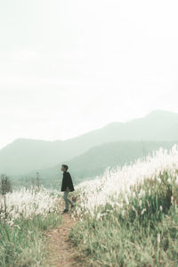 A man walking on the path way in the middle of white reed field against mountain and sky