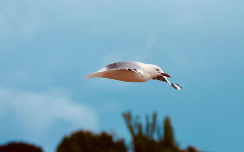 Low angle view of bird against sky