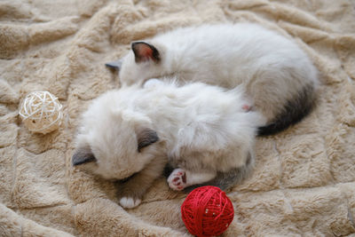 High angle view of cats sleeping