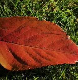 Close-up of red leaf on tree
