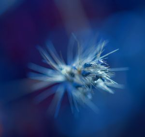 Close-up of dandelion against blue sky