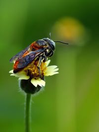 Close-up of insect on flower