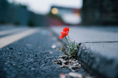 Close-up of red poppy on footpath