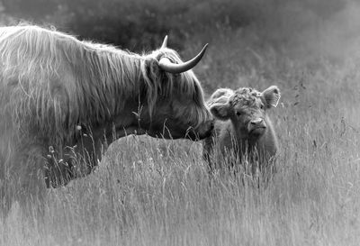 Highland cattle standing on grassy field