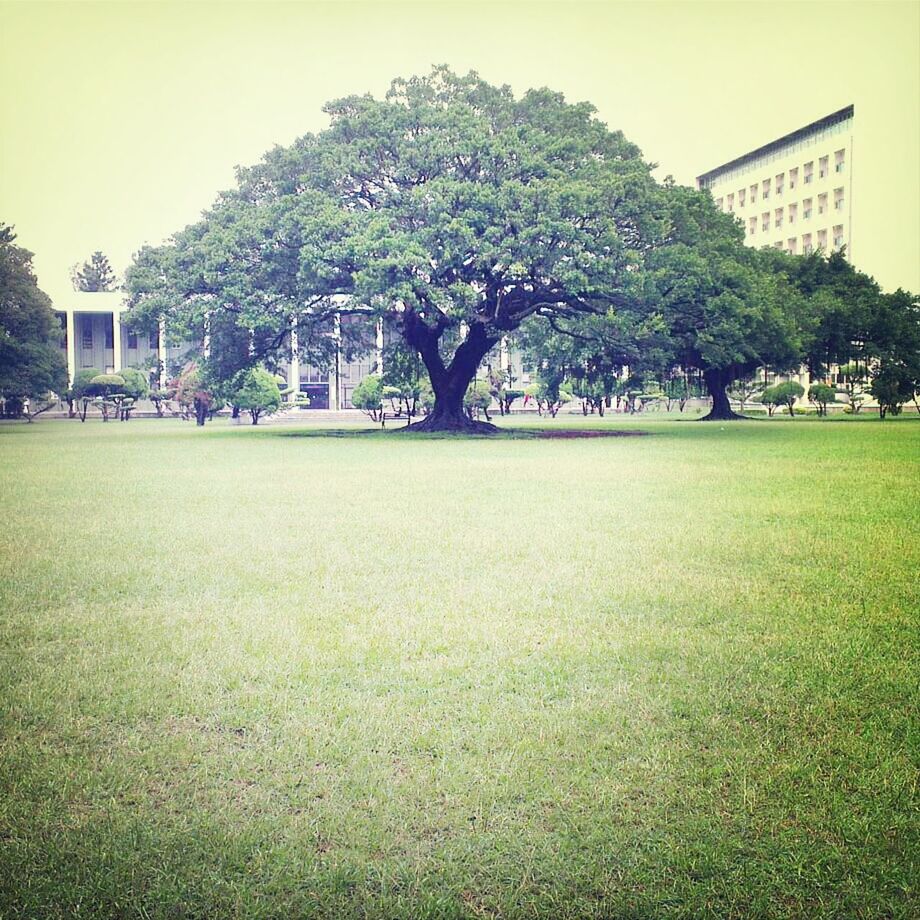 grass, tree, building exterior, green color, architecture, built structure, lawn, growth, park - man made space, grassy, field, park, green, nature, day, sunlight, outdoors, clear sky, grassland, house