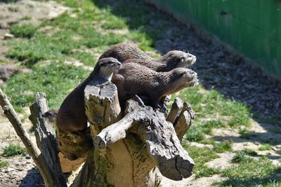 Otters on log in a field