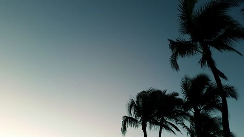 Low angle view of palm trees