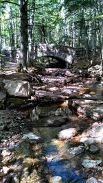 View of fallen tree in forest