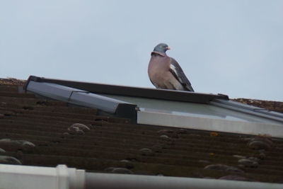 Birds on roof