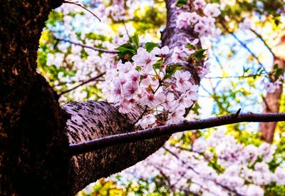 Low angle view of cherry blossoms in spring