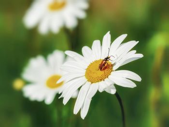 Close-up of insect on white flower