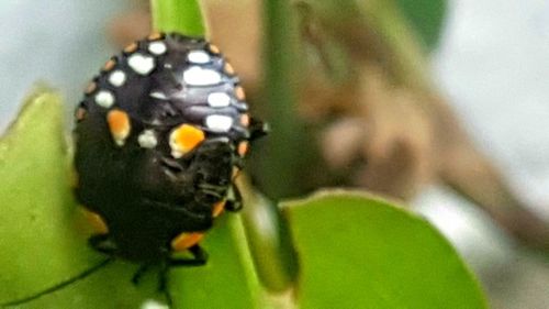 Close-up of insect on leaf